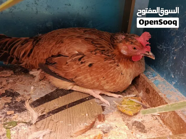 دجاجه كافه بدون بيض