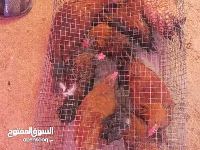 فروخ دجاج هولندي و عربي / دياكه ذبح