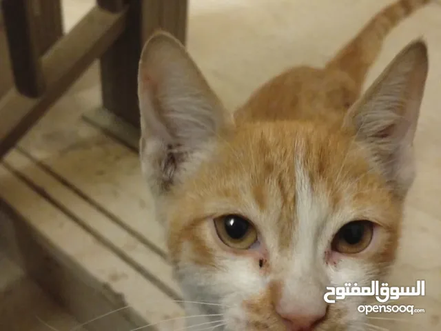 قطه بلدي صفراء في عمر الاسبوعين قطه منقذه إنقاذ مستعجل القطه تعتاج للعلاج اتمنى نشر الاعلان