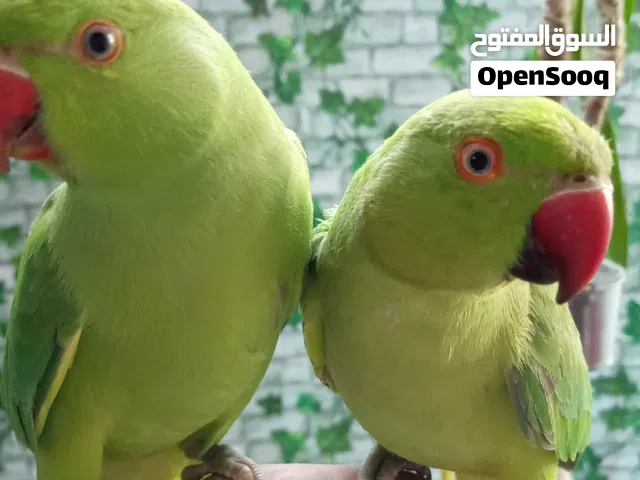 ماشاء الله. ببغاء درة آيات بالجمال تبارك الرحمن. ولافة وجمال انتاج الأردن محجل هايات ولعوبات