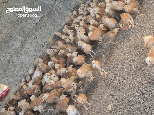 صيصان الدجاج الفرنسي الاحمر