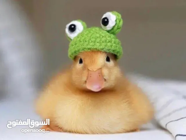 كتاكيت بط (( متجر الكتكوت الصغير ))