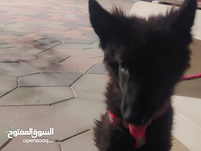 للبيع اوبدل على تيلفون او بلستيشن 5