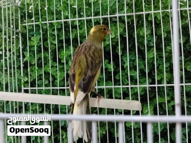 فحل هوزو ابو فراخ