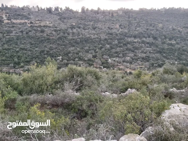 Farm Land for Sale in Ramallah and Al-Bireh Other