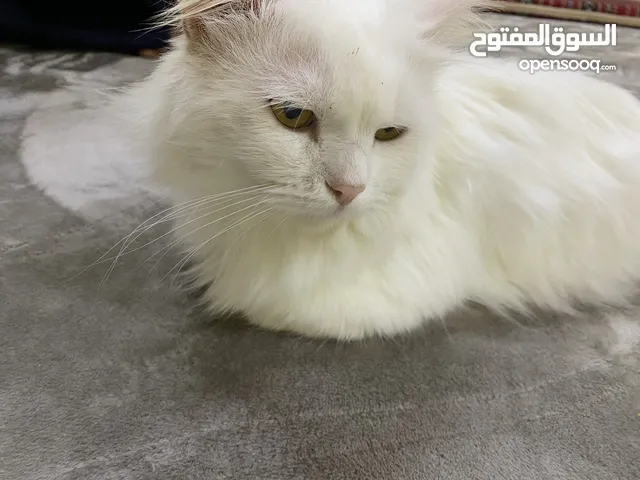 قط شيرازي جميل