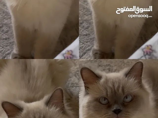 للتبني Cats for Adoption