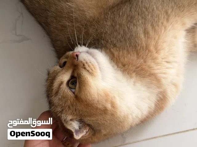 قط ذكر سكوتش فولد مع استريت