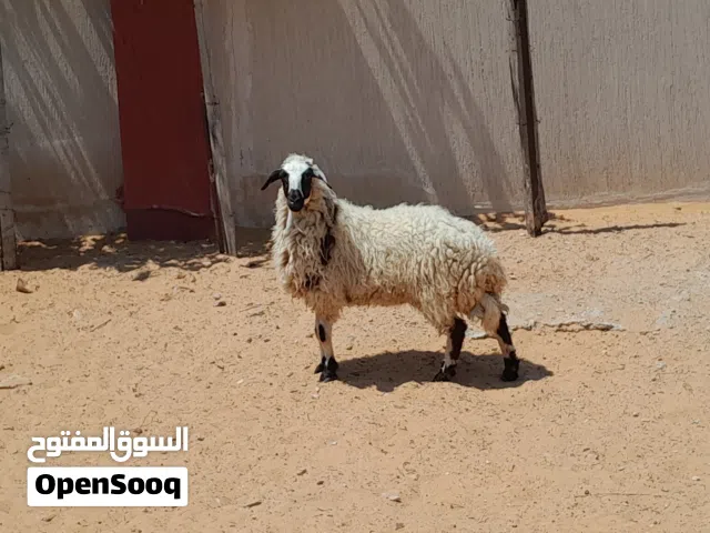 فطيمه وطنيه ربي يبارك عمرها ف8شهور سليمه العيوب متع تربيه او موس لبيدبح
