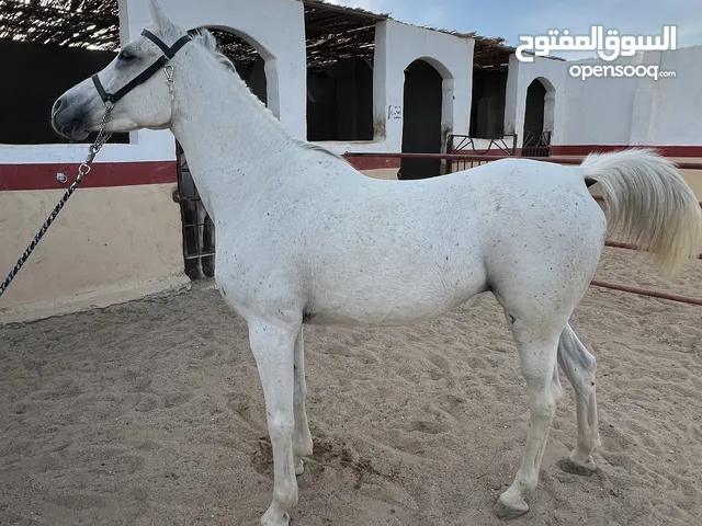 Pure Arabian Mare for sell - white blue - very good papers - Hurghada