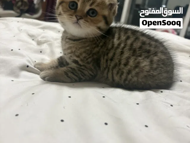 ذكر سكوتش فولد العمر شهر ونصف