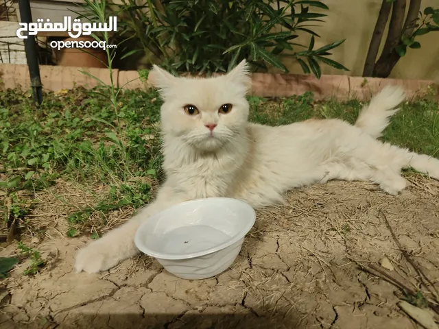 قطع نوع شيرازي عمر 6 اشهر