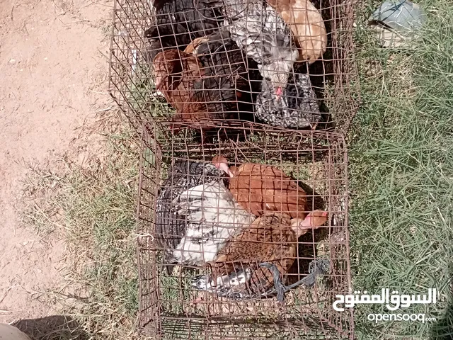 كتكوت عربي مخلط عتوقه و فروج