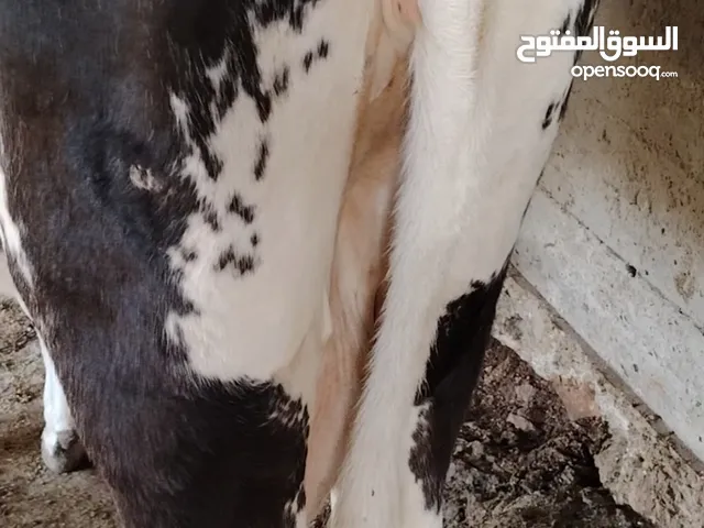 بقره أضحية 3 ولادات
