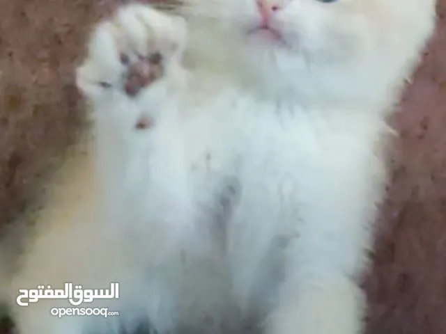 ذكر جولدن أهالي مسجله ومستورده