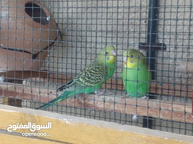 budgies and Japanese quail pair for sale