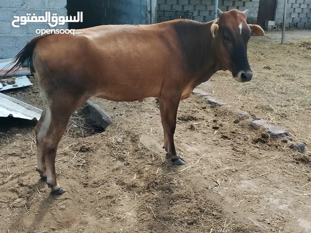 للبيع بقرة هجين باكستاني