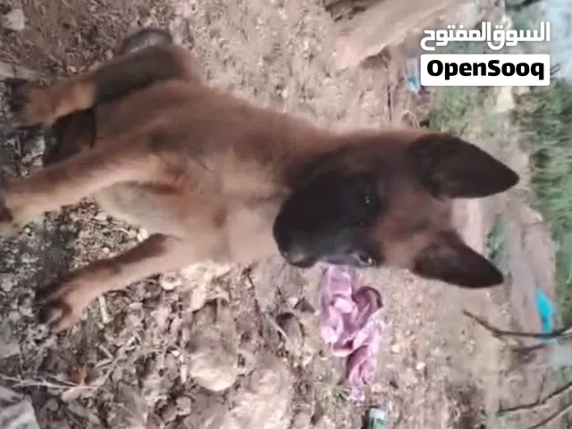 بلجم ملينو للبيع دم حامي ذكر  العمر  65 يوم ماخذ اول مطعوم للإستفسار   او عل خاص الموقع عج