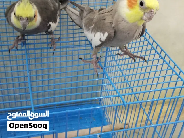 للبيع ببغاء كوكتيل أليف في زوج وفي اخوان وفي ذكر العدد5