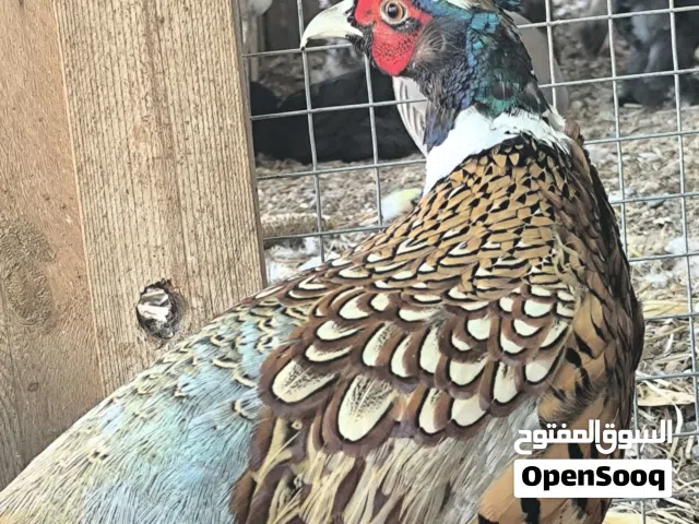 طيور نادرة  الفزن و الدجاج و السمان و الحجل و الببغاوات.  فصائل و أنواع مختلفة و نادرة(قابل للتفاوض)