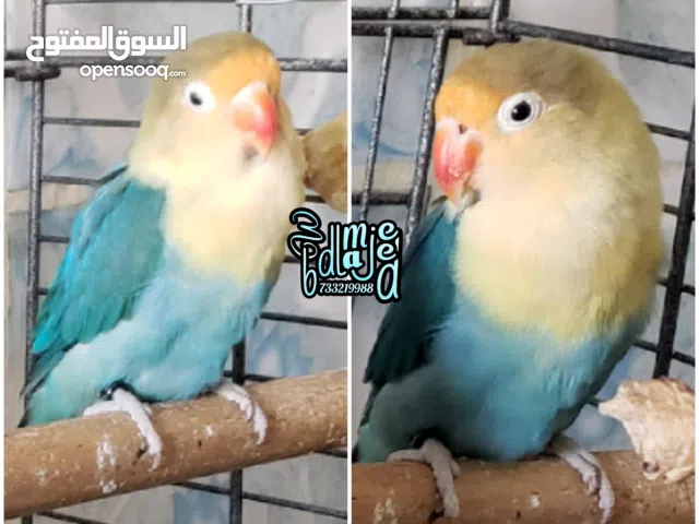 انثى فيشر منتجة