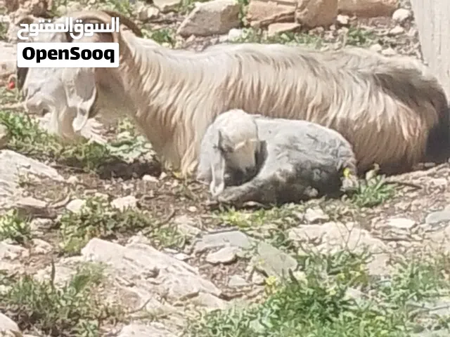 عنز بلدي حلابه ومعها سخله عمر شهر للبيع حليب او لحم