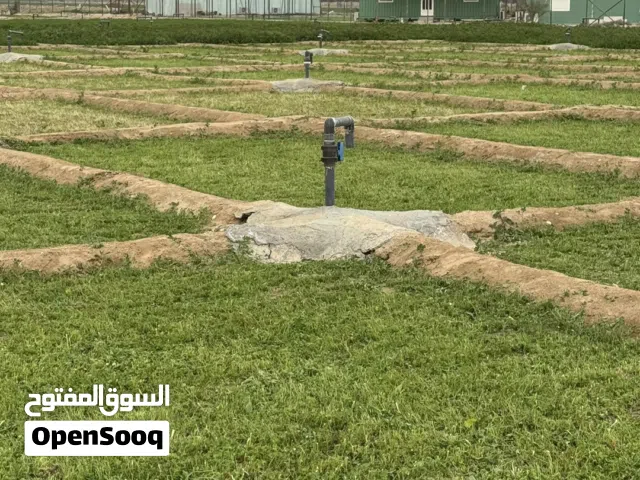 للبيع برسيم طري
