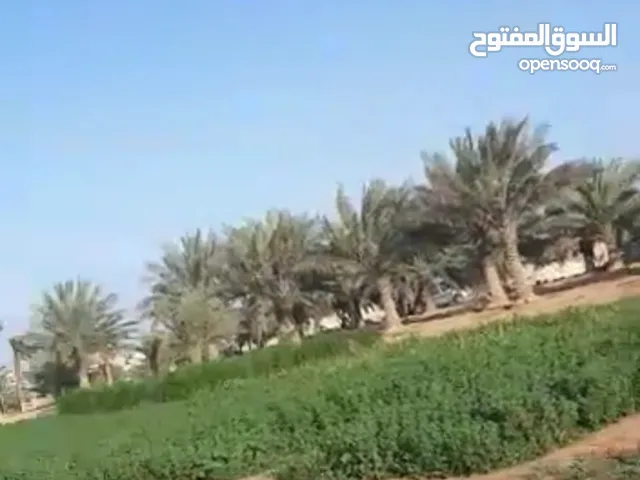 Farm Land for Sale in Basra Tannumah