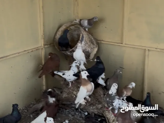 حمام مكس في أشيا حلوه أشكال و ألوان