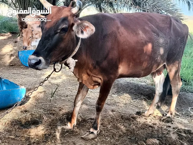 أبقار- بقرة عشار