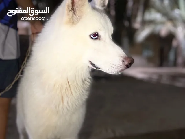 كوبل هاسكي 120000