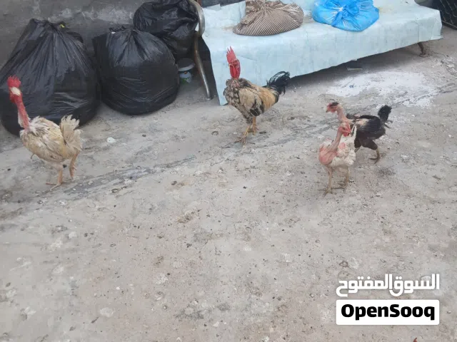 دجاج عرب  بياض