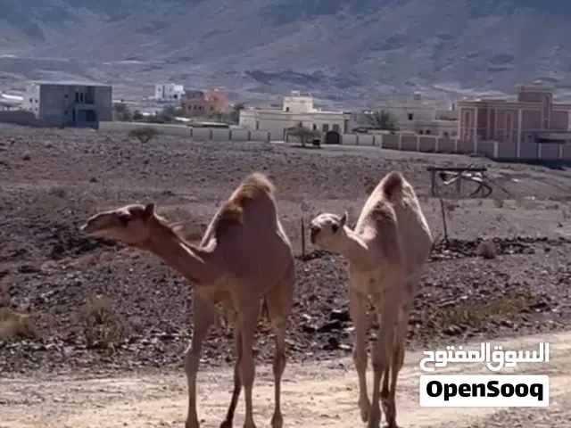بكار للبيع