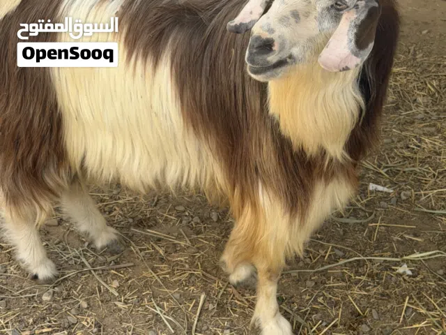 تيس سعيدي حار اجم