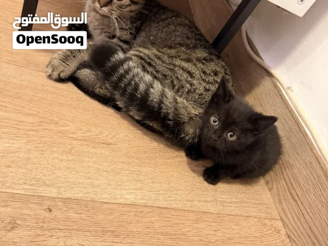 للتبني سكوتش فولد