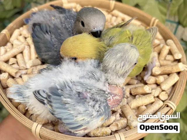 فروخ لوف بيرد ألوان جميله جداً