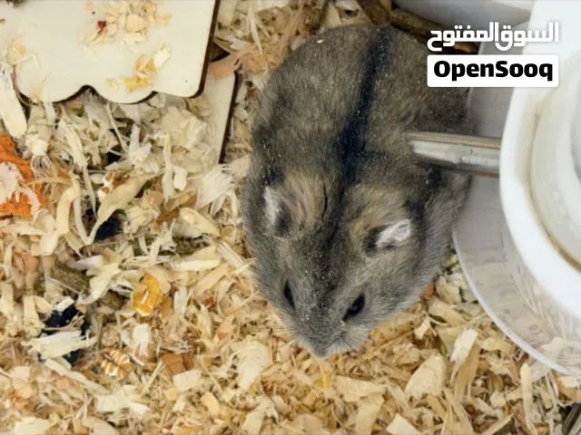 هامسترات روسيه للبيع ب 13 نهايته مع القفص وتوصيل علينا