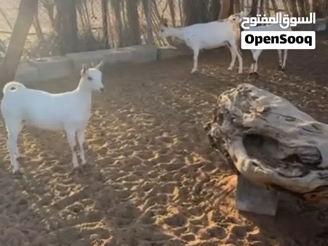 صخلات متيلات للبيع