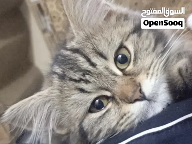 قطط 2 نثيات واحد فحل للبيع الوحده ب 20