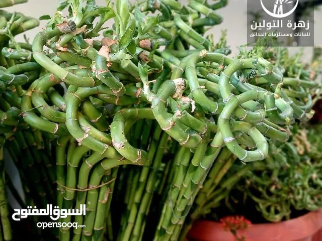 ساق البامبو 90/60/80سم