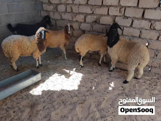 بسم الله  توكلنا على الله  4 بركوسات خاليات من العيوب ميزان ماشاء الله أعمارهم حوالي 7شهور