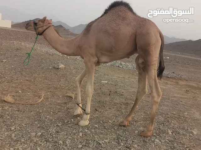 قعود للبيع