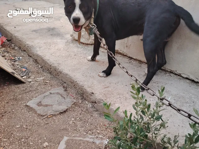 ذكر بندوق بيتبول عمره سنه وشهرين