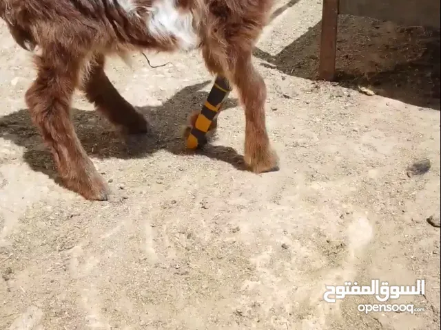 خروف بلدي يرضع عمر 15 يوم كفاله وصحه بس يضلع من اجرو بسعر مغري