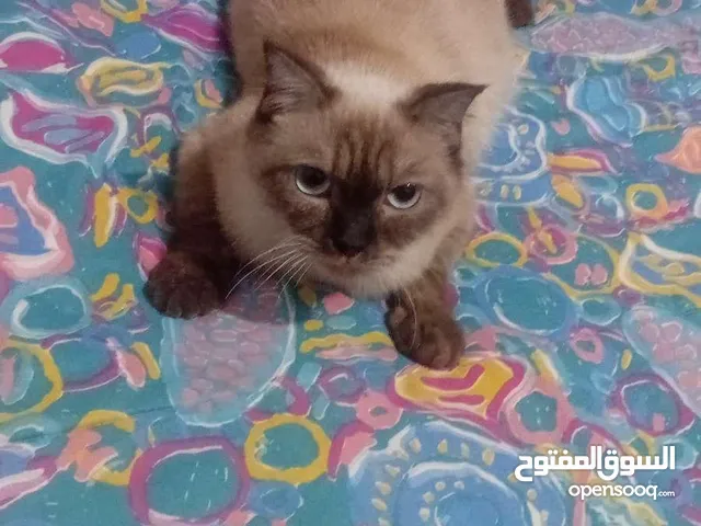قطط للبيع هملايا