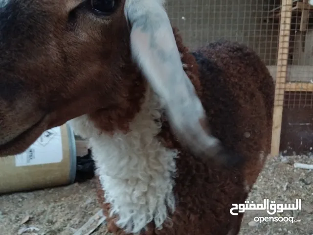 عبور للبيع حبه نظيفه