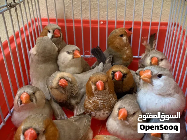 8كوبيات احاجم ربي يبارك