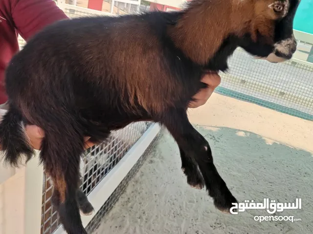 للبيع تيوس الماعز القزم