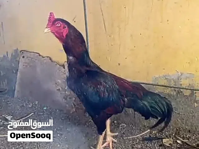 ديك و دجاجه بكستانيات
