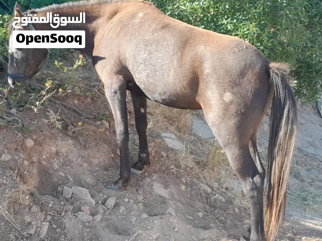 مهرة للبيع / عمرها (3) سنوات